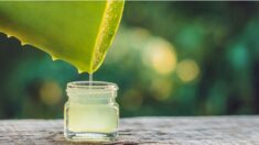 L’Aloe vera: ses effets sur la glycémie et ses bienfaits