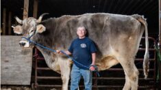 Un veau sauvé de la vente aux enchères bat le record du plus grand bœuf vivant