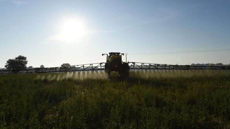 Un agriculteur français pulvérise l'herbicide glyphosate "Roundup 720" fabriqué par le géant de l'agrochimie Monsanto, à raison de 720 grammes par hectare, à Saint Germain-Sur-Sarthe, dans le nord-ouest de la France, dans un champ de seigle, de pois, de féveroles, de triticales et de lotier corniculé, semé en couverture végétale sans labour, au lever du soleil, le 16 septembre 2019. (Crédit photo JEAN-FRANCOIS MONIER/AFP via Getty Images)