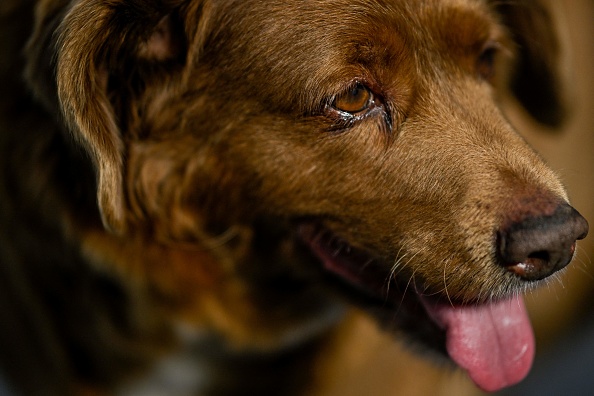 Bobi avait 30 ans lorsqu'il a été sacré plus vieux chien du monde par le Guiness des records en février 2023. (PATRICIA DE MELO MOREIRA/AFP via Getty Images)