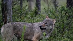 Un automobiliste condamné pour avoir tenté d’écraser un loup