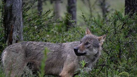 Un automobiliste condamné pour avoir tenté d’écraser un loup