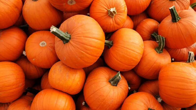 À l'automne, les citrouilles sont omniprésentes. Dans la cuisine, leur chair douce et crémeuse se marie bien avec un large éventail de plats et de saveurs. (Vewfinder/Shutterstock)