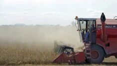 Des médecins alertent contre les « dangers cachés » des aliments issus de la biotechnologie