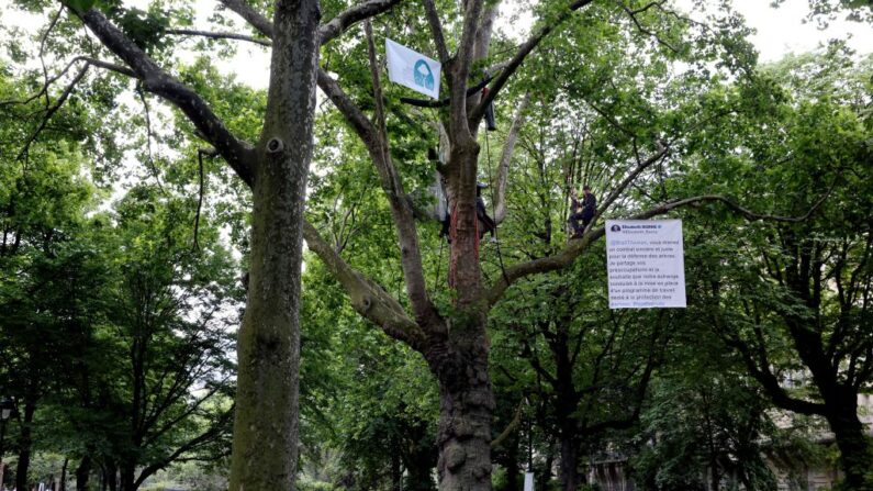 Thomas Brail (à droite) est assis sur dans un arbre centenaire dans les jardins bordant la Tour Eiffel pour protester contre le projet de rénovation des abords de la Tour Eiffel, à Paris le 31 mai 2022. La bannière suspendue montre un message sur les réseaux sociaux de la Première ministre Elisabeth Borne. Thomas Brail dénonce le projet des autorités parisiennes qui prévoit l'abattage de 42 arbres, dont certains centenaires, pour la construction de snacks, de commerces et de consignes à bagages autour de la Tour Eiffel.  (THOMAS COEX/AFP via Getty Images)