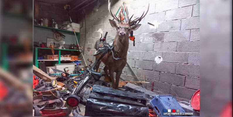 Les sapeurs-pompiers de Sarlat la Canéda sont intervenus pour un sauvetage animalier sur la commune de Saint Cybranet, le 2 octobre 2023.  (Capture d'écran Facebook SDIS 24)