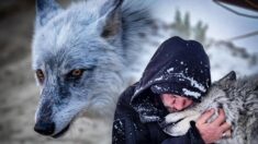 Un homme qui a sauvé un loup de l’euthanasie partage avec lui un lien inséparable