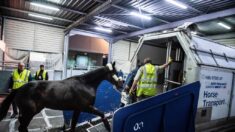 Le cheval s’échappe de la soute, l’avion doit faire demi-tour