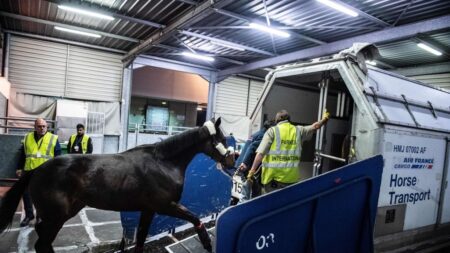 Le cheval s’échappe de la soute, l’avion doit faire demi-tour