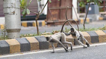 « Ils lui ont arraché les intestins »: un groupe de singes tue un enfant de 10 ans dans un village en Inde