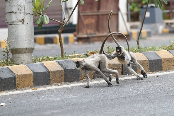 Des langurs dans les rues d'Ahmedabad. (SAM PANTHAKY/AFP via Getty Images)