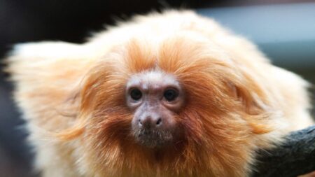 Val-d’Oise: ce conservatoire animalier unique en France est en péril