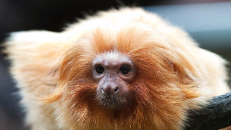 Un tamarin lion. (Crédit photo BERND THISSEN/DPA/AFP via Getty Images)