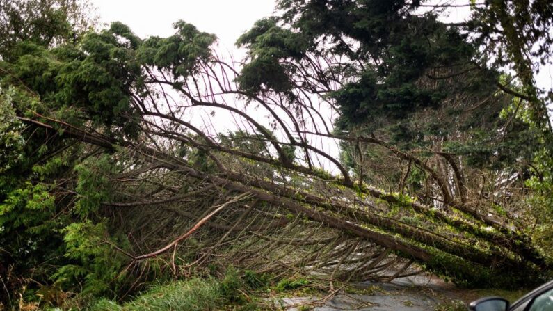 4000 agents, dont 250 bûcherons, sont mobilisés par la SNCF. Un arbre tombé qui bloque la route à Plobannalec Lesconil, dans l'ouest, le 2 novembre 2023. (Photo FRED TANNEAU/AFP via Getty Images)