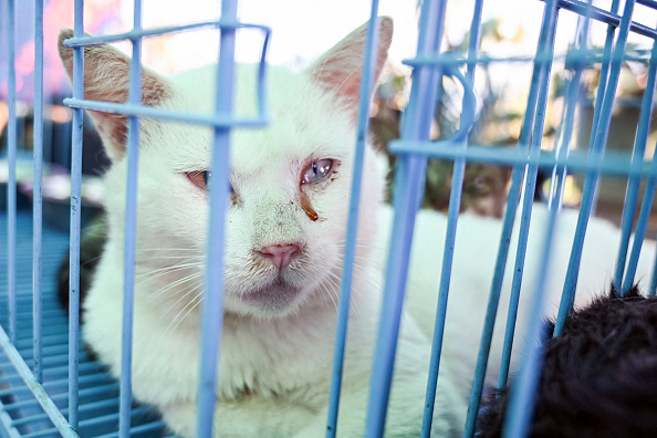 Cette photo prise le 1er novembre 2023 montre un chat sauvé dans un refuge pour animaux à Taicang, en Chine. (Photo RITA QIAN/AFP via Getty Images)