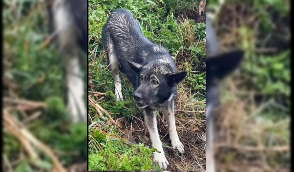 Le chien retrouvé par Victor Plouhinec le 28 octobre 2023 était coincé à mi-hauteur de la falaise, à Plogoff (Finistère), à l'extrémité du Cap Sizun. (Photo Facebook Victor Plouhinec Guilcher)