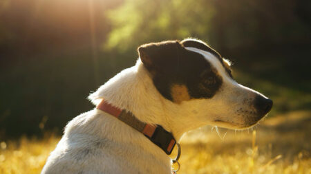 Un Jack Russell retrouvé vivant près du corps de son maître disparu depuis deux mois après une randonnée