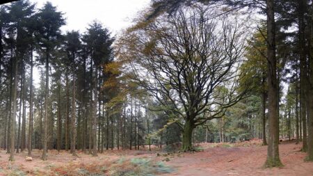 Tempête Ciaran: le hêtre de Ponthus, arbre légendaire de la forêt de Brocéliande, est tombé