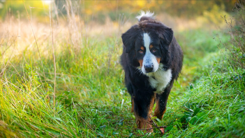 Cette maladie peut entraîner une hospitalisation ou la mort chez les chiens âgés ou à la santé fragile. (Anna Pozzi - Zoophotos/Shutterstock)