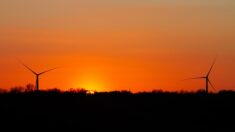 Les éoliennes d’une forêt bretonne arrêtées la nuit pour protéger les chauves-souris de l’hécatombe