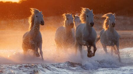 Magnifiques photos du Camargue, ce cheval que les empereurs utilisaient pour les batailles