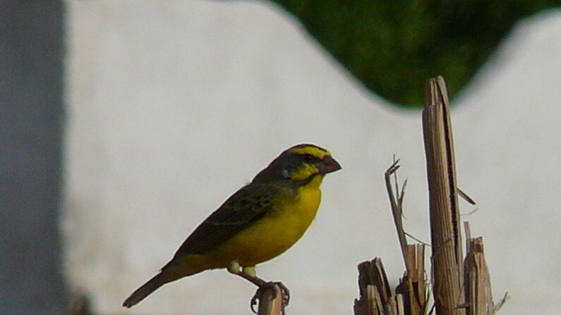 Le serin ne fait pas partie de l'avifaune réunionnaise et son importation sur l'île est interdite. (Photo Wikimedia/Atamari/CC BY-SA 3.0 Deed) 