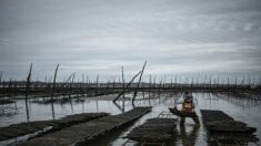 Huîtres interdites à Arcachon: les producteurs veulent être indemnisés