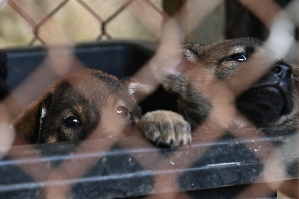 (NHAC NGUYEN/AFP via Getty Images)