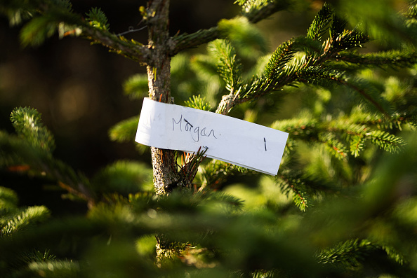 Certains retrouvent le même sapin depuis 5 ans. (Photo HENRY NICHOLLS/AFP via Getty Images)