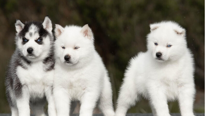 Trois chiots, faisant partie des sept chiots Huskies Sibériens volés dans la nuit du 10 au 11 décembre 2023. (Capture d'écran compte Facebook Elevage zorsky - Sibérian Husky)