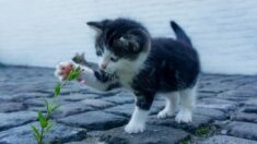 « Le chat est une catastrophe pour la biodiversité, le chien est une catastrophe pour le climat », déclare un membre du GIEC