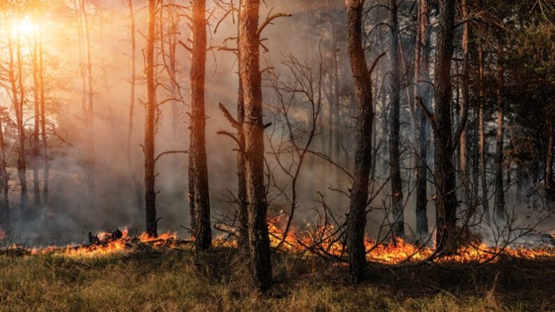 Une forêt est-elle plus saine si on l'abandonne à la nature ?  ( iStock)