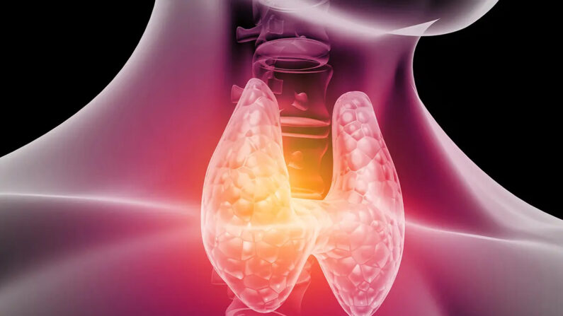 Anatomie de la thyroïde humaine. Illustration 3D