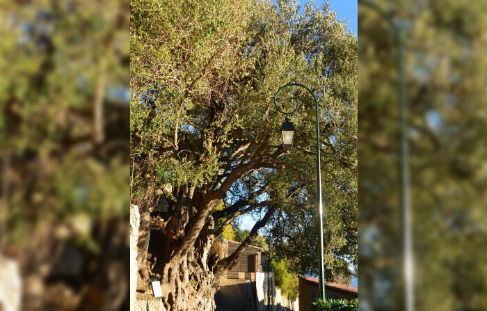 L’olivier de Roquebrune-Cap-Martin. (Capture d'écran profil Facebook Arnaud Revel)