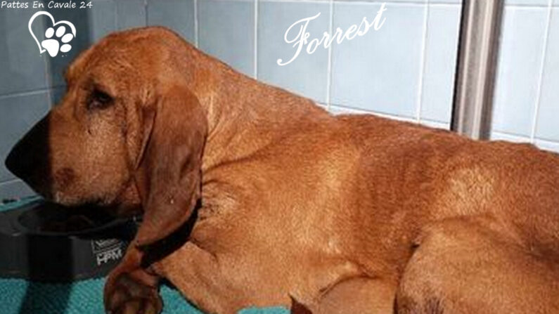 Forrest, un chien de chasse errant sauvé. (Capture d'écran Facebook Pattes En Cavale 24)