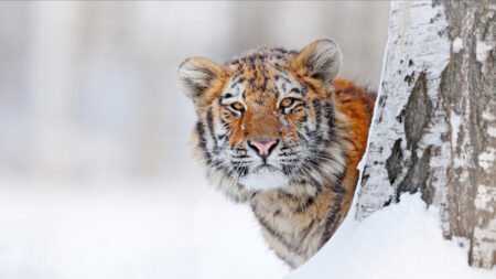 Un Russe de 76 ans traque un tigre de Sibérie qui a dévoré son chien… et se fait tuer à son tour