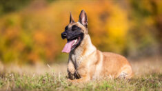 Paris: Lobo, chien policier de 8 ans, prend sa retraite et recherche une famille aimante