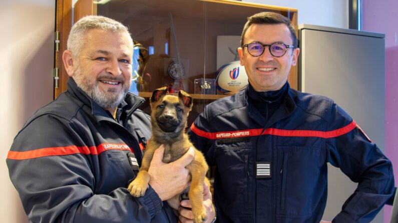 Les sapeurs-pompiers de la Haute-Savoie sont fiers de présenter Utah, une jeune chienne malinois âgée de 2 mois. (Sapeurs-Pompiers de Haute-Savoie)