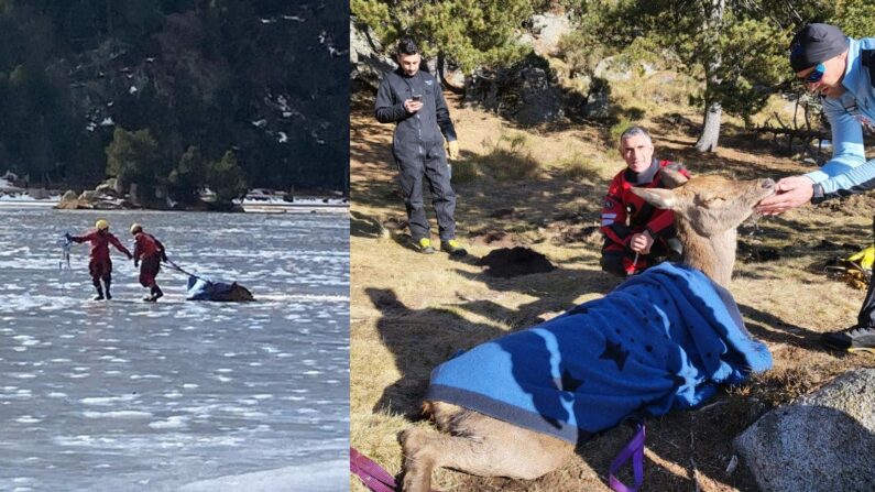 La biche prisonnière de la glace d'un lac gelé a été secourue par de courageux pompiers. (Anthony CIRERA, section Subaquatique, SDIS 66)