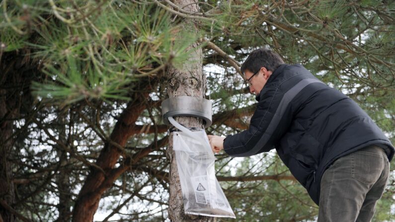 Un particulier installe un écopiège pour stopper des chenilles processionnaires, sur le tronc d'un pin maritime, le 18 décembre 2009 sur la commune de Le Bois-Plage-en-Ré.  (Crédit photo XAVIER LEOTY/AFP via Getty Images)