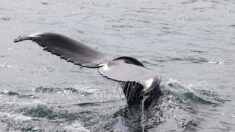 Les images fascinantes de baleines créant une spirale de Fibonacci parfaite avec des bulles d’air