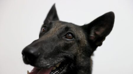 Périgueux: un chiot enfermé sur un balcon en plein froid, est sauvé par les pompiers de Dordogne