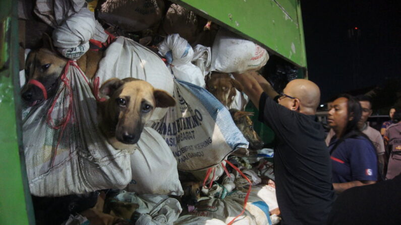 La police indonésienne a intercepté un camion transportant plus de 200 chiens enchaînés et destinés à l'abattoir, le 6 janvier 2024, à Samerang, sur l'île de Java. (Photo: DAFFA RAMYA KANZUDDIN/AFP via Getty Images)