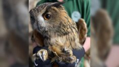 Après 8 mois de soins, ce hibou grand-duc a été relâché sur un ancien site militaire dans l’Oise