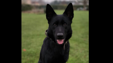 Heureux dénouement en Indre-et-Loire : un octogénaire retrouvé par une chienne de la gendarmerie