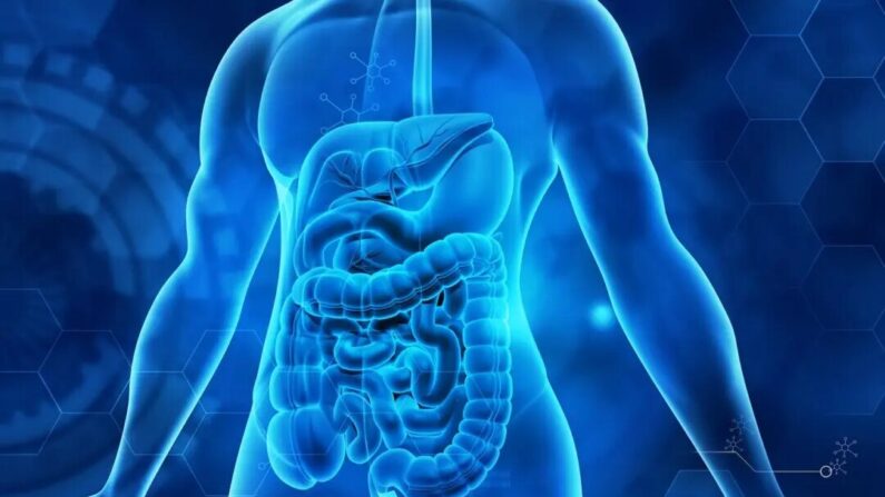 Se concentrer sur la santé du microbiome intestinal pourrait être la clé pour atteindre d’autres résolutions du Nouvel An. (Shutterstock)