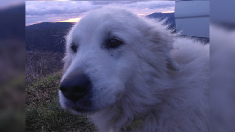 Bella, la chienne patou de Gaël Serriere. (Capture d'écran Facebook de Gaël Serriere)