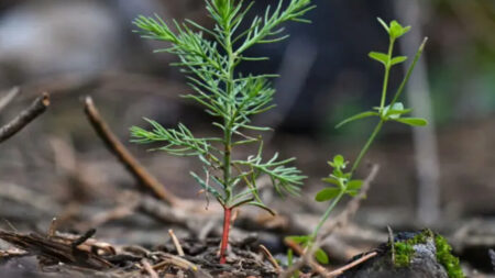 Le paganisme des « droits de la nature » progresse en Occident