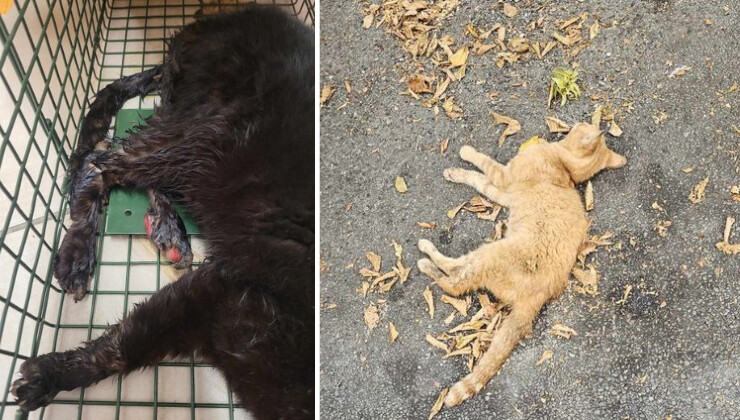 Des chats mutilés retrouvés dans le quartier de Laden, à Castres (Tarn). (Crédit photo Association Stéphane Lamart) 