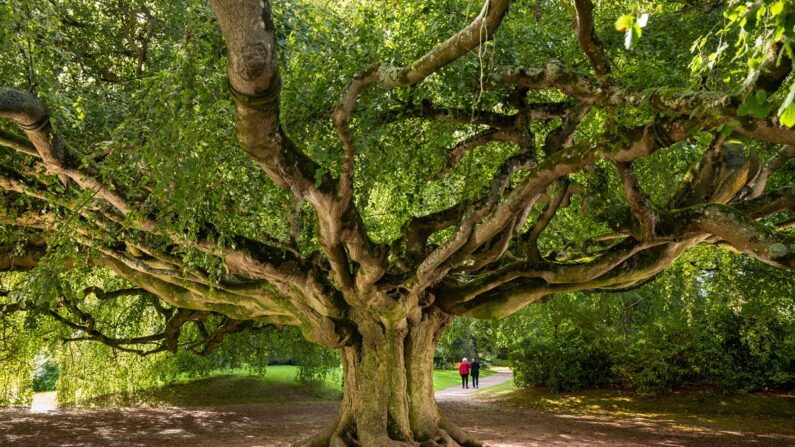 Le hêtre pleureur de Bayeux (Calvados) défend les couleurs de la France à l'occasion du concours "Arbre européen de l'Année 2024. (crédit photo Emmanuel Boitier)